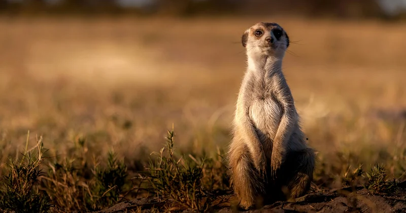 Cloudflare Introduces Meerkat for Strongly Consistent Global Coordination