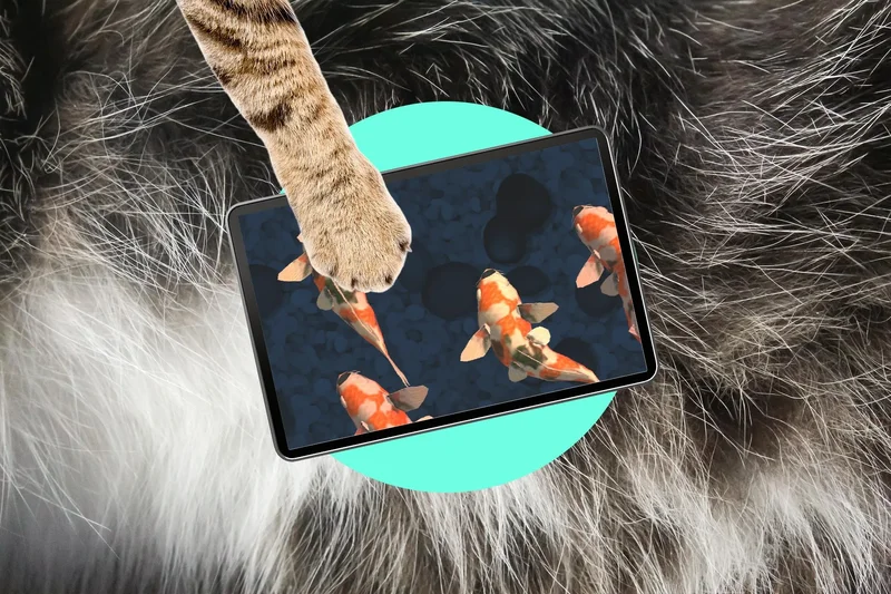 Oops! My cat is an iPad kid