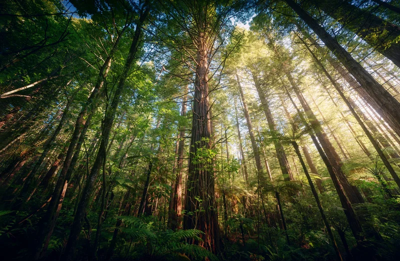 Temperate forests that once vanished over millennia are now disappearing in decades