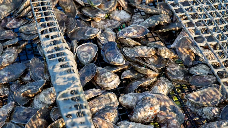 Bullfrogs may have an antidote to deadly shellfish poisoning