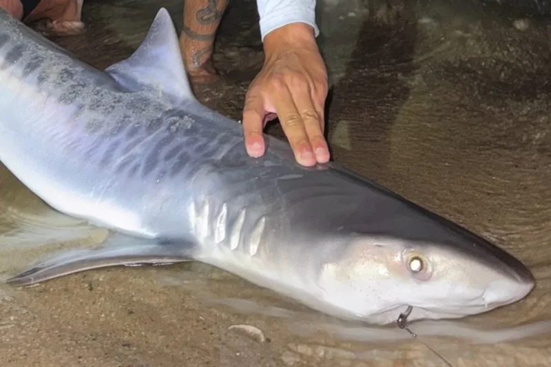 Two brothers catch tiger shark more than 1,500 miles from its tropical home