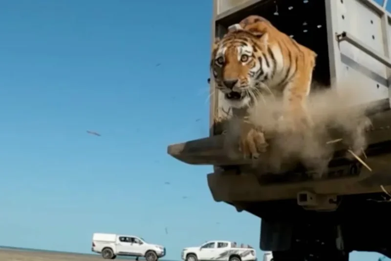 First rare tiger in 70 years released in Kazakhstan to restore extinct species