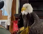 Jackie, a beloved bald eagle and livestream star, dies of mysterious illness