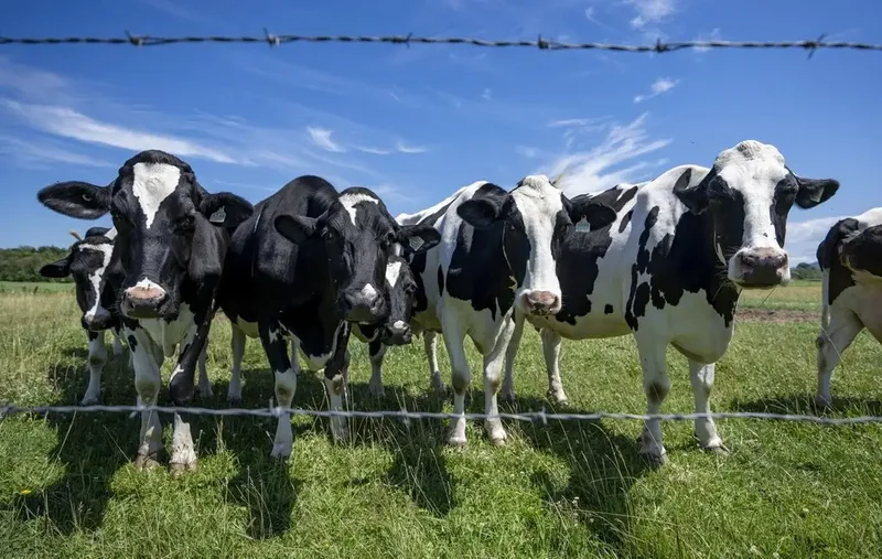 Canada must avoid concessions in U.S. trade talks, dairy farmers warn
