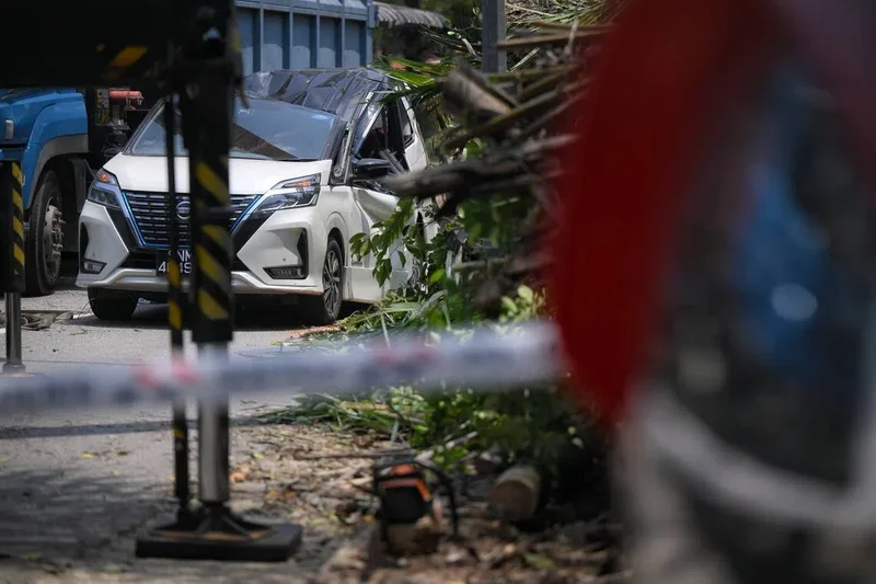 Tree falls on 2 cars in Dempsey area, private hire driver freed from MPV by spa staff