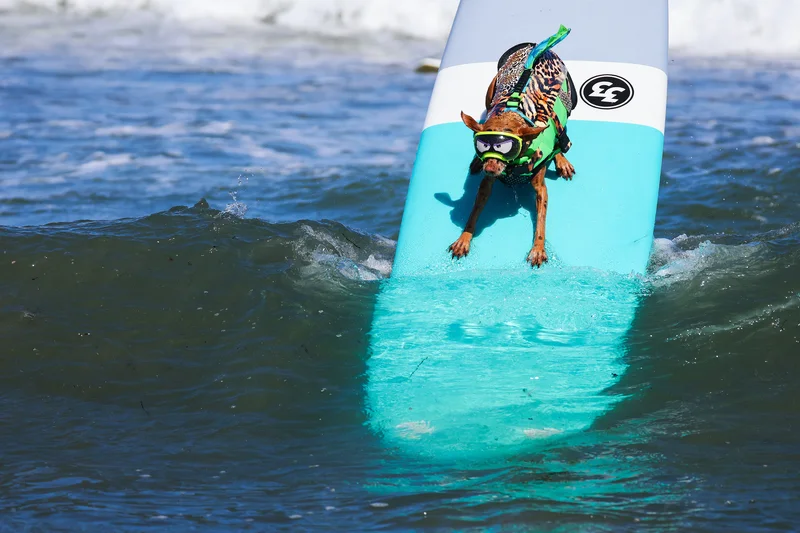 IN PICTURES: World Dog Surfing Championships, and more from around the world