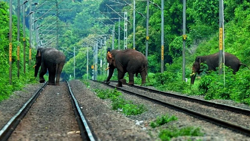 Wild elephant, calf fatally struck by train near Walayar