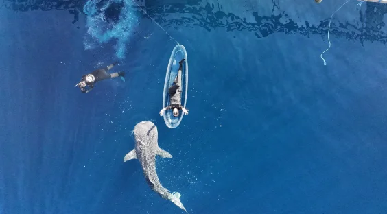 No One Knows How Whale Sharks Give Birth—But This Neonatal Shark Discovery Provides Some Clues