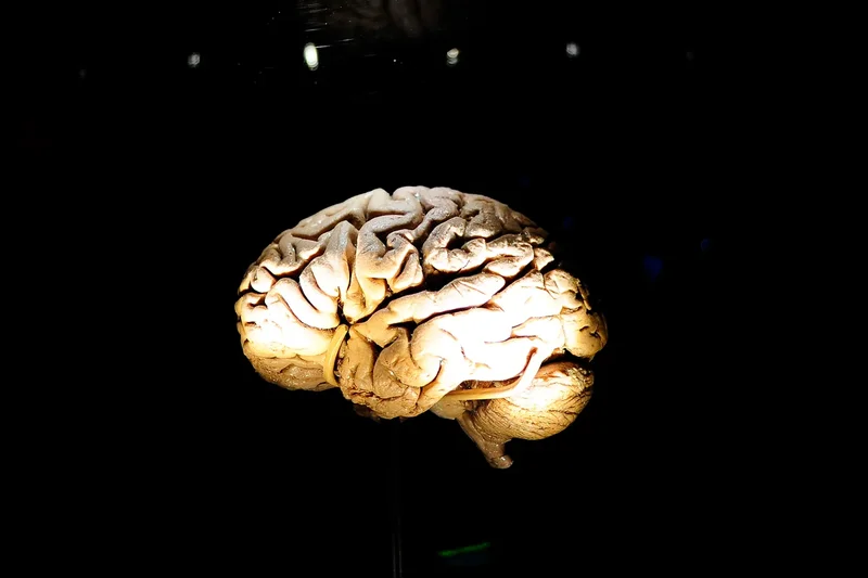 Scientists use fruit flies to test method for retrieving forgotten memories