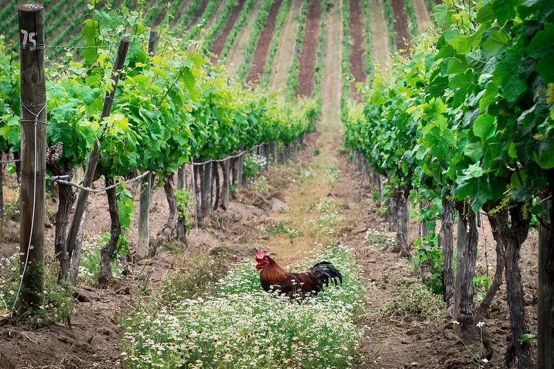 Concha y Toro Profit Rises 2.1% Despite Sales Dip in Q2