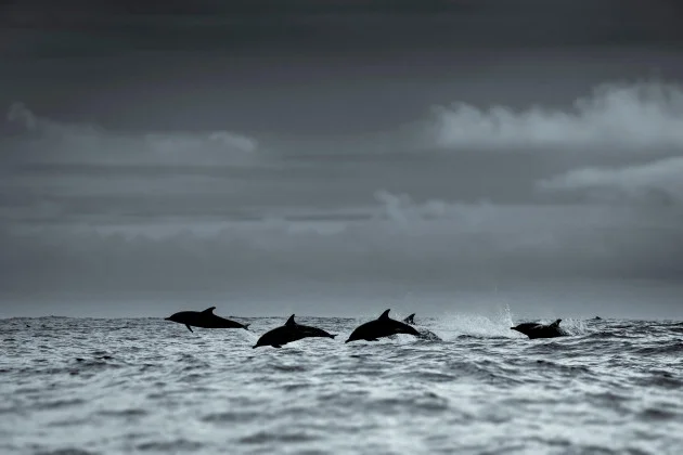 Record high sea temperatures threaten 'mass mortality events' among Irish marine life