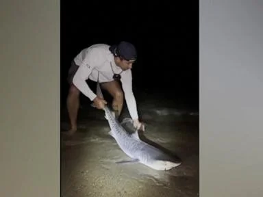 WATCH:  Tiger shark caught in New England waters sparks concern