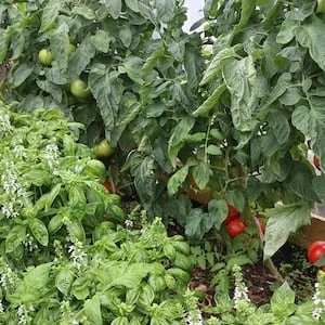 Companion planting: The best and worst neighbours for tomatoes - Kem Ormond