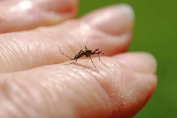 Warning after Dutch blood donor infected with West Nile virus