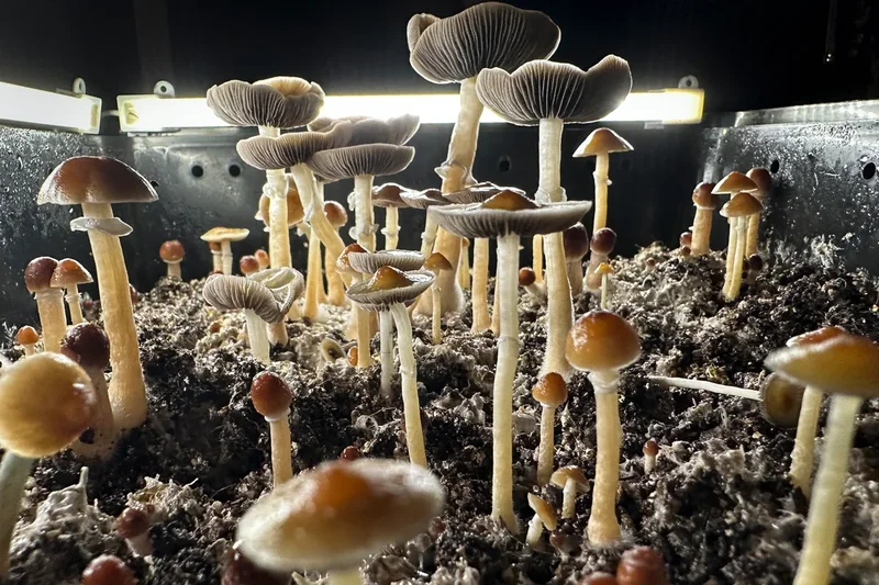 Woman with advanced Alzheimer’s ‘regains speech and mobility after magic mushrooms’