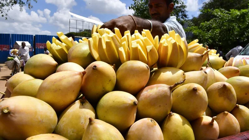 Karnataka exports first air shipment of Totapuri and Neelam mangoes from Kolar to Maldives