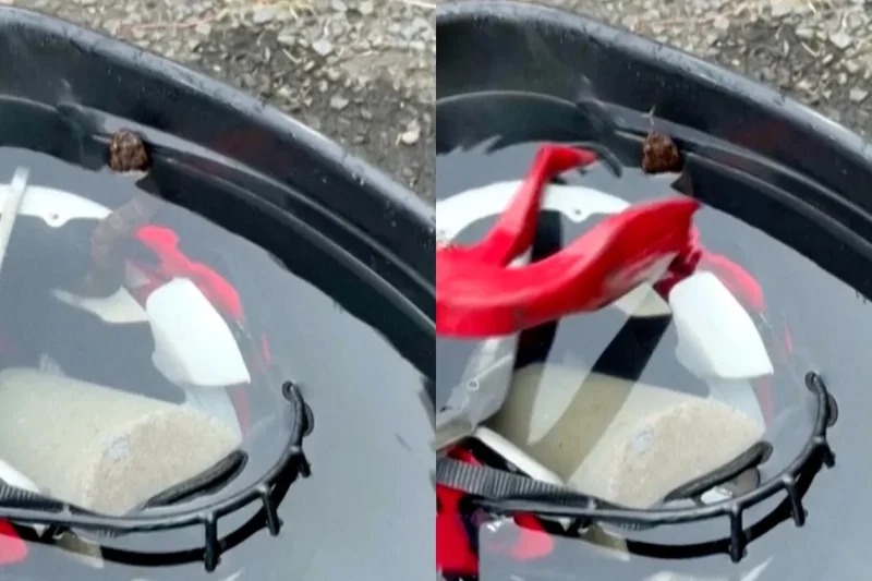 High school footballer finds venomous snake inside his helmet