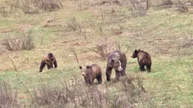 Young grizzly bear with limp killed in Nelson, B.C., sparks rally