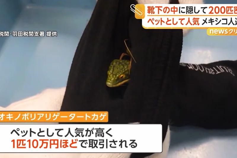 Man arrested at Tokyo airport with 200 lizards hidden in socks