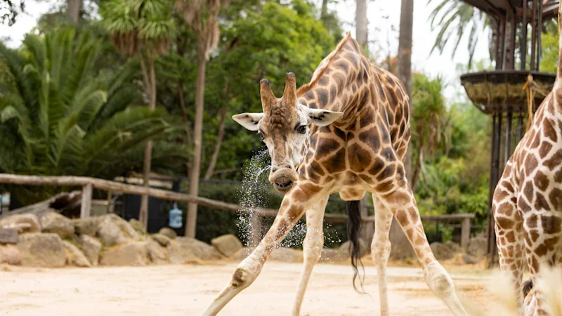 Educators on the line in proposed Zoos Victoria job cuts