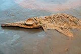 100-Million-Year-Old Fossil Preserves an Ichthyosaur That Ate a Pterosaur Before Becoming Food for a Giant Predator