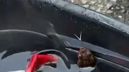 High school American footballer rattled by snake in helmet