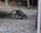 Who’s winning New York City’s war on rats: rodents or trash bins?