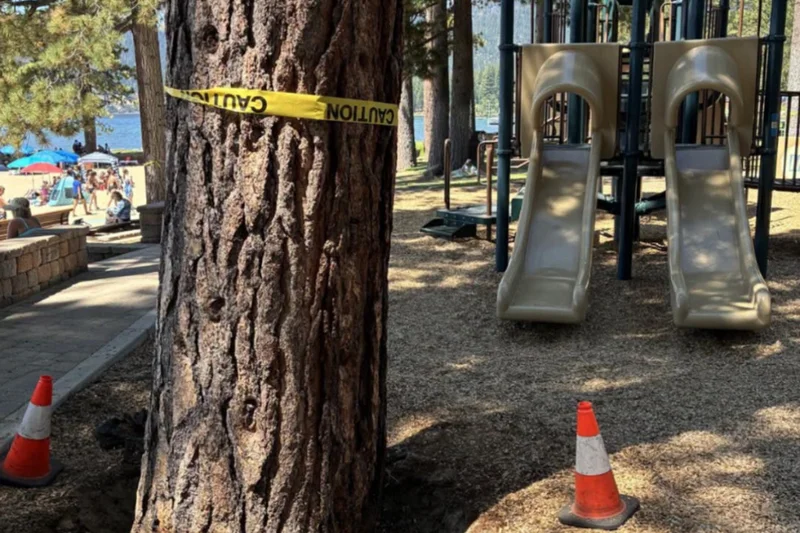 Are trees deliberately being poisoned at this private beach community? Investigators have landed upon a theory