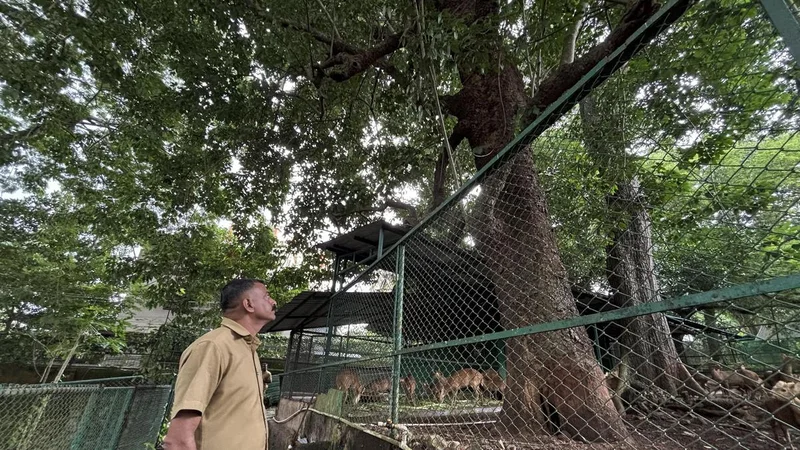 Thiruvananthapuram zoo set to protect old Arara nut-tree
