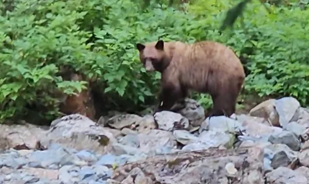 Grizzly bear sighting in Lions Bay has experts divided. Is it a black bear?