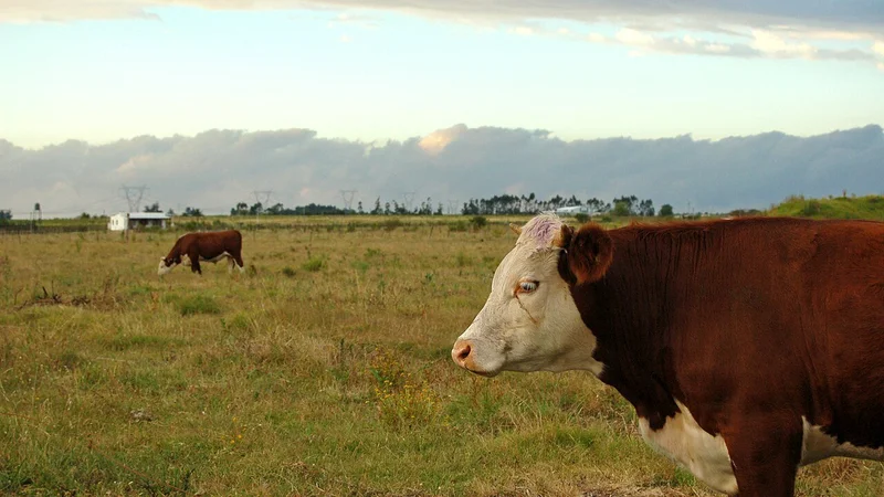 Uruguay Cattle Fund Bankruptcy Leaves US$272 Million Shortfall