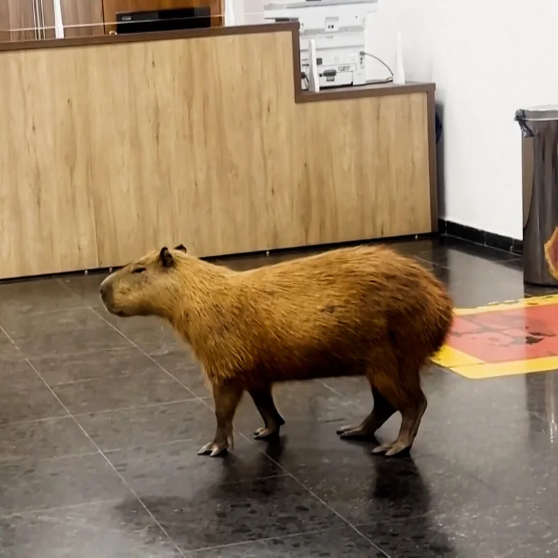 Capybaras Were the Newest Lobbyists in This Brazilian Legislature