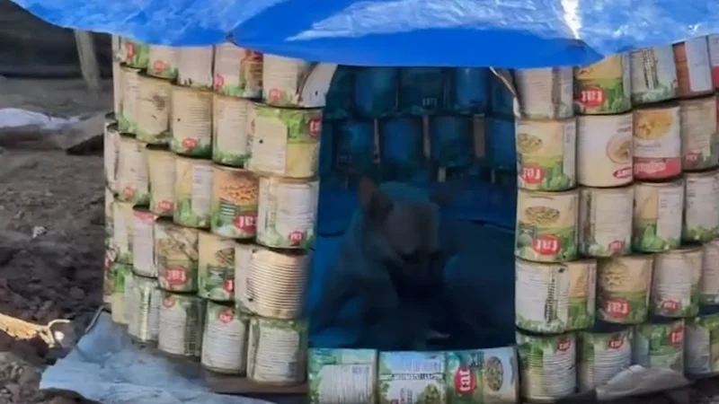 Gaza engineer builds animal shelters out of empty cans