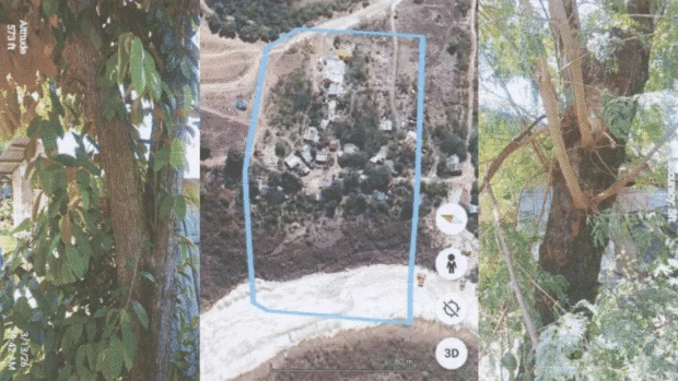 59 trees in Tisa: Will city give developer permission to cut?