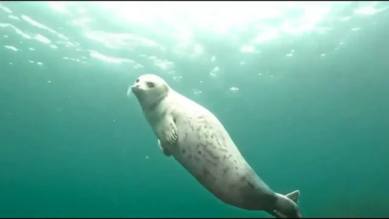Young seal approaches divers in Russia's Far East