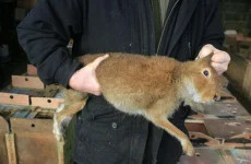 The FOI Files: Records revealed DAFM inspected just four hare coursing events in five years
