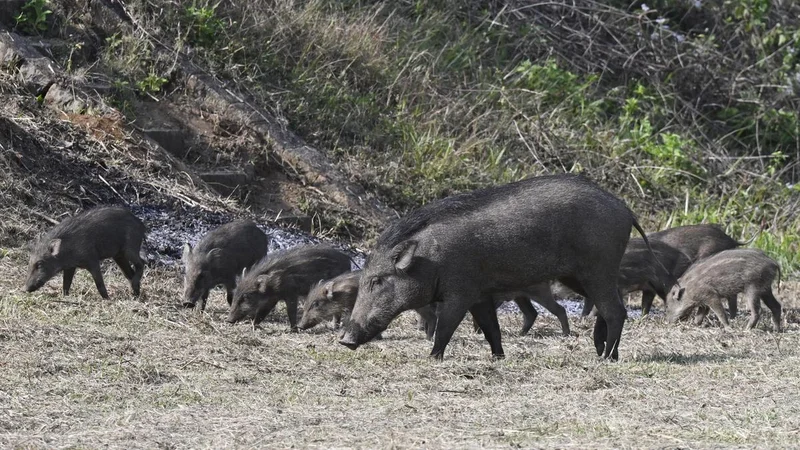 Tamil Nadu Agriculture Budget: Eco-friendly liquid repellent to help farmers tackle wild boars