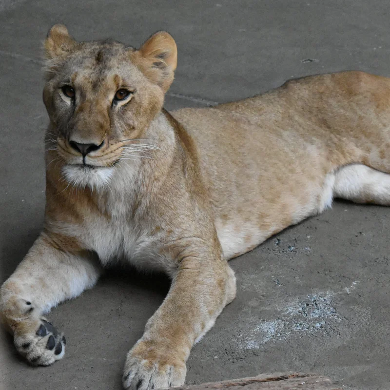 Stressed by Heat, 3 Lions Die at Tokyo Zoo