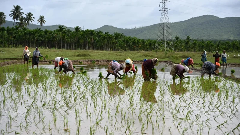 Karnataka’s rice bowl shows no signs of filling up
