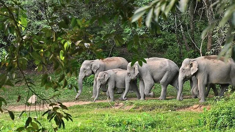 Elephant corridors in Keralam’s Athirappilly to be restored, says Minister