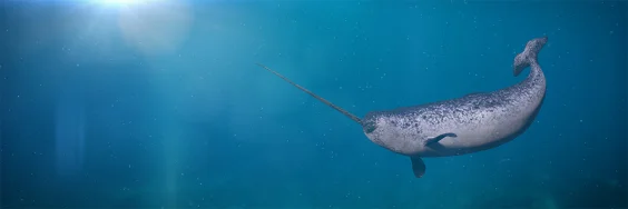 How the Narwhal Got Its Twisted Tusk