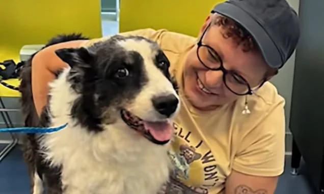 Overjoyed collie is reunited with owner after vanishing from home and going on 1,000 mile adventure