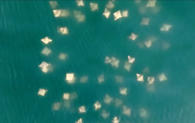 See hundreds of stingrays swarming off the coast of New York