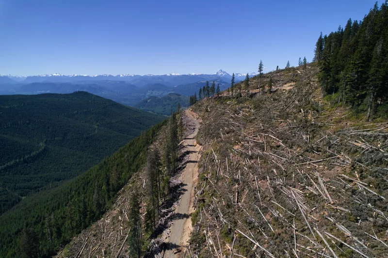 British Columbia is logging its last old growth. Protesters are sleeping in the road to stop it