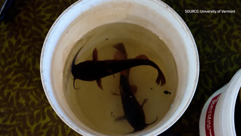 Researchers tracking transmissible catfish cancer in Quebec and N.B.