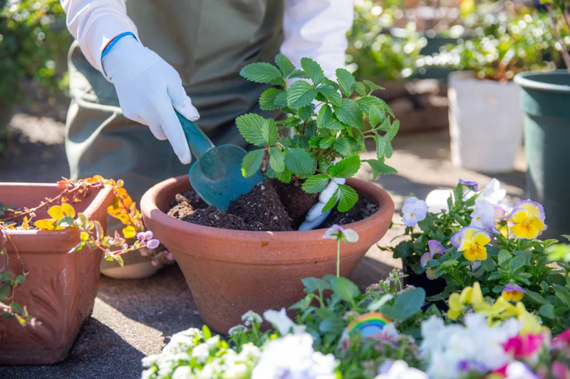 Crocus discount codes for August 2026 – save 20% on garden essentials