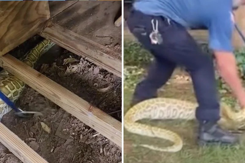 Eight-foot Burmese python which had just feasted on possum found in New Jersey back garden