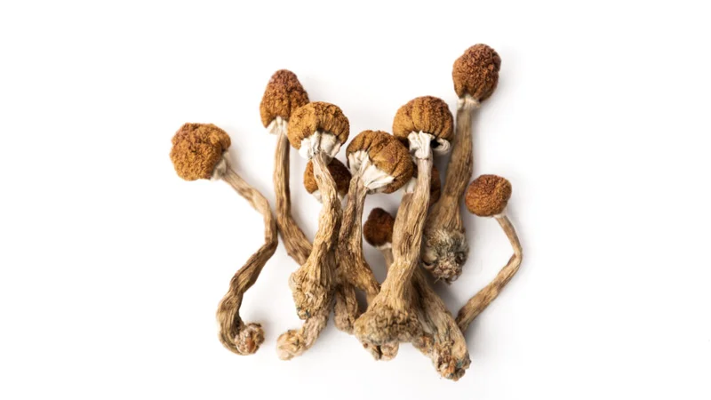 STAT+: Real-world psilocybin data suggest need for close monitoring