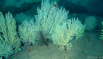 These Coral Reefs Off West Africa Were Long Presumed Dead. Scientists Just Found Them Alive and Teeming With Life