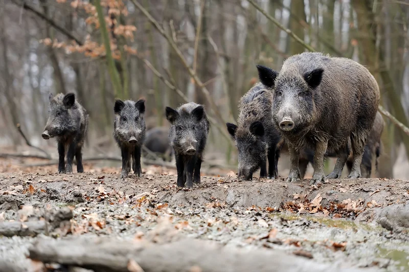 Controlling Feral Hogs Can Work